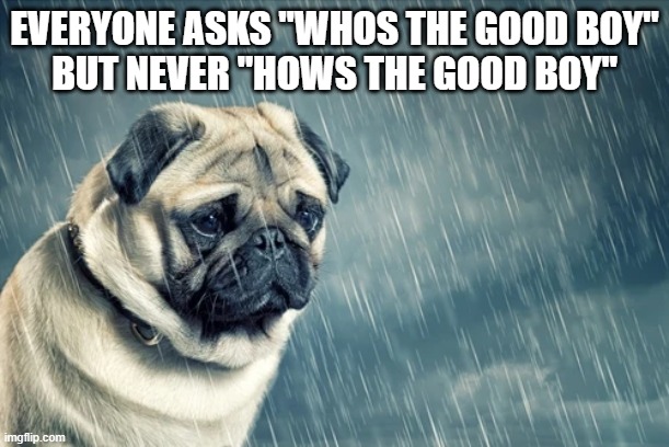 :( | EVERYONE ASKS "WHOS THE GOOD BOY"
BUT NEVER "HOWS THE GOOD BOY" | image tagged in sad,dog,doggo | made w/ Imgflip meme maker