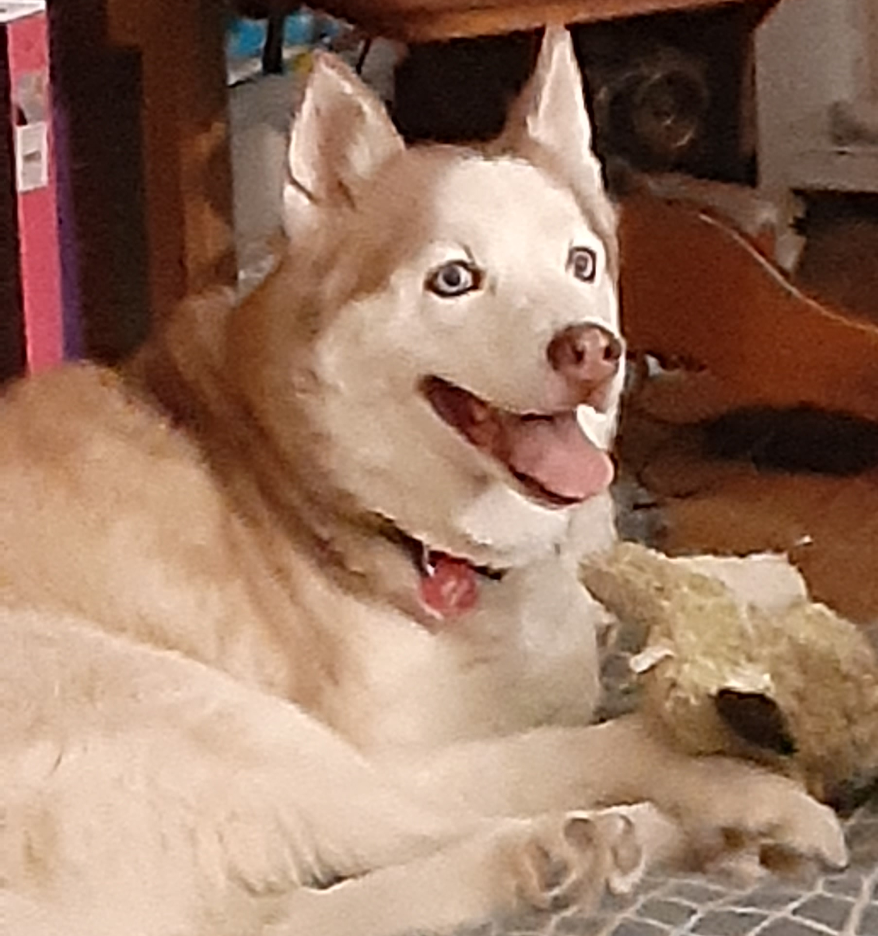 High Quality Derpy the dog Blank Meme Template