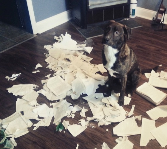 I hate whenever this happens. By the way that’s not my dog | made w/ Imgflip meme maker