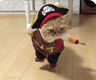 High Quality Cat Pirate Blank Meme Template
