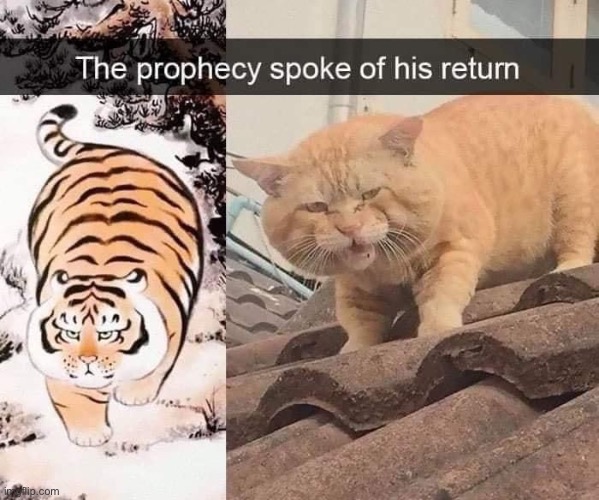 Tiger cat the prophecy spoke of his return | image tagged in tiger cat the prophecy spoke of his return | made w/ Imgflip meme maker