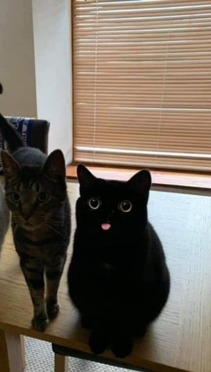Two cats one derpy Blank Meme Template