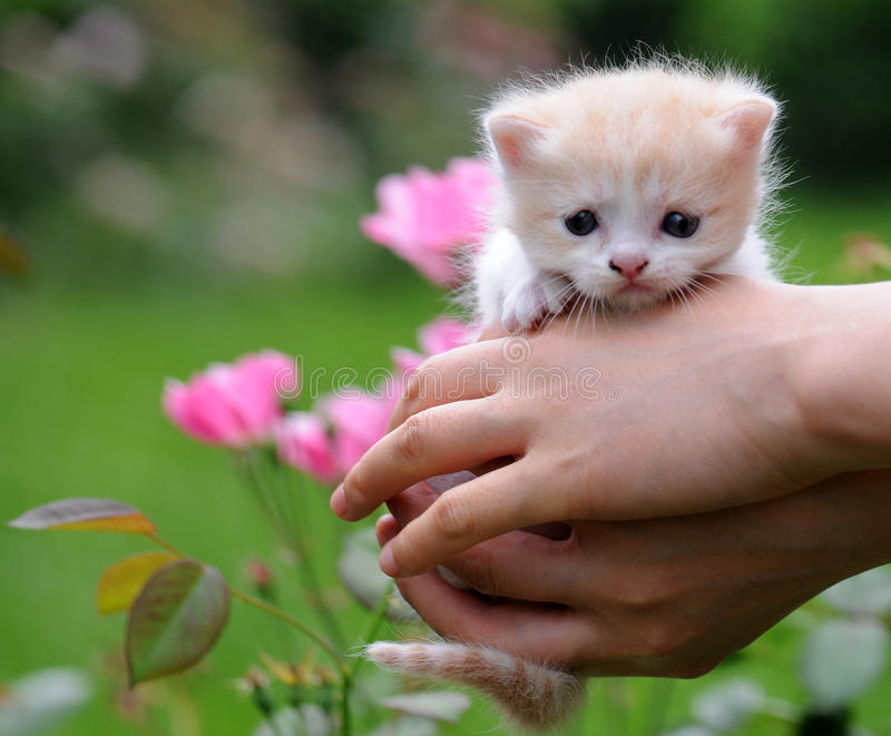 Kittty they are cute Blank Meme Template