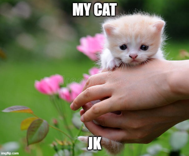 Kittty they are cute | MY CAT; JK | image tagged in kittty they are cute | made w/ Imgflip meme maker