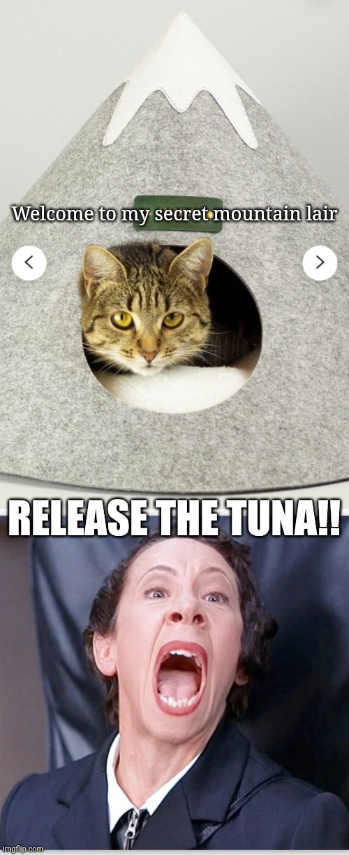 Dr. Kitty's lair | Welcome to my secret mountain lair; RELEASE THE TUNA!! | image tagged in lady screams at cat,austin powers honestly,cat memes | made w/ Imgflip meme maker