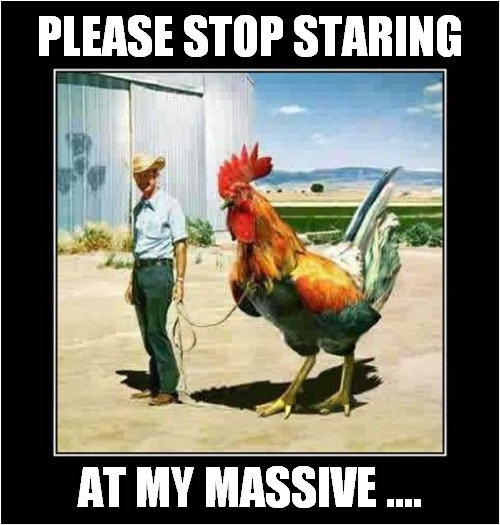 Nuclear Cockerel ? | PLEASE STOP STARING; AT MY MASSIVE .... | image tagged in fun,nuclear,cockerel | made w/ Imgflip meme maker