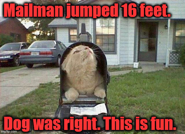 Mailman jumped 16 feet. Dog was right. This is fun. | image tagged in cats | made w/ Imgflip meme maker