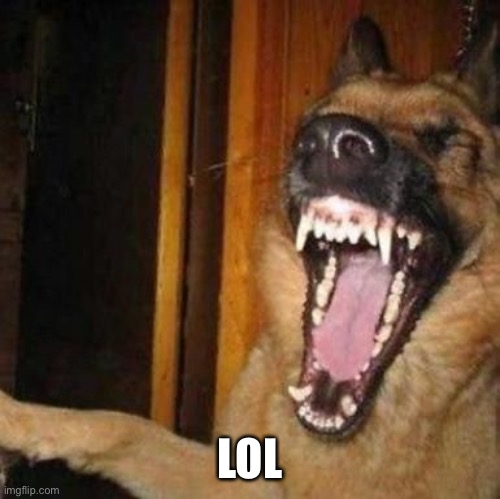 Laughing Dog | LOL | image tagged in laughing dog | made w/ Imgflip meme maker
