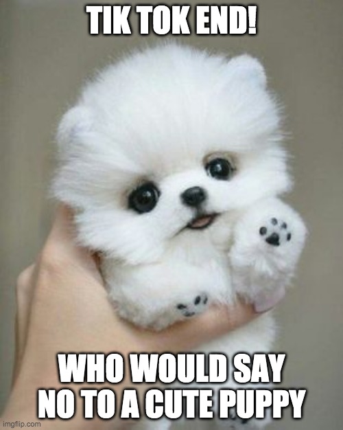 cute puppy meme | TIK TOK END! WHO WOULD SAY NO TO A CUTE PUPPY | image tagged in cute puppy meme | made w/ Imgflip meme maker