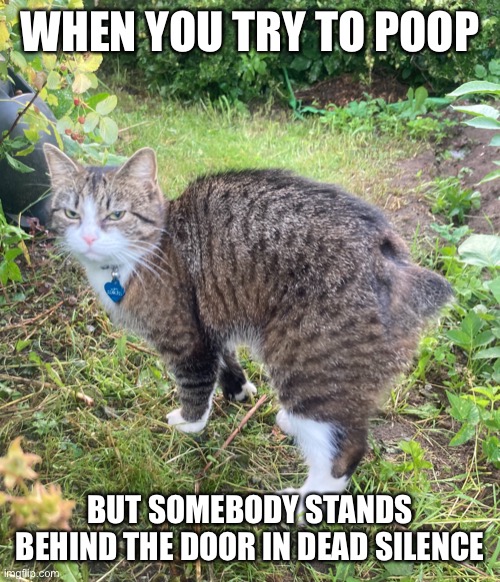 WHEN YOU TRY TO POOP; BUT SOMEBODY STANDS BEHIND THE DOOR IN DEAD SILENCE | image tagged in mars the cat | made w/ Imgflip meme maker