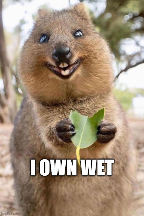 I own WET | I OWN WET | image tagged in wet | made w/ Imgflip meme maker