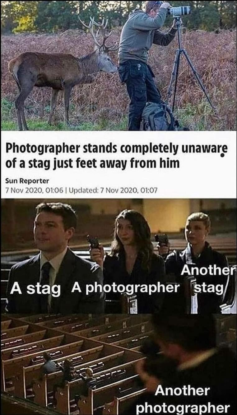 High Quality Stag photographer Blank Meme Template