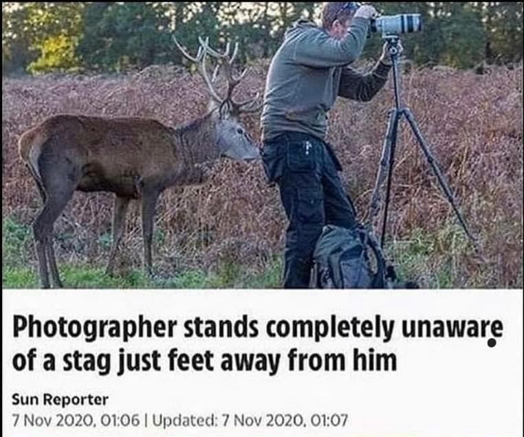 High Quality Stag photographer Blank Meme Template