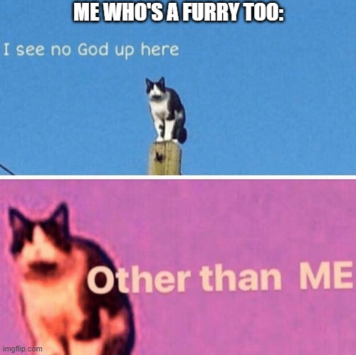 Hail pole cat | ME WHO'S A FURRY TOO: | image tagged in hail pole cat | made w/ Imgflip meme maker