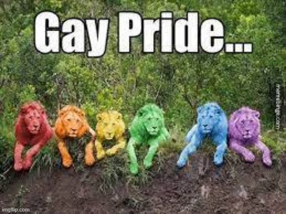 Gay Pride | image tagged in lions | made w/ Imgflip meme maker