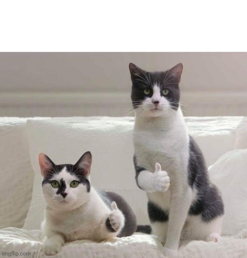 Cat Thumbs Up | image tagged in cat thumbs up | made w/ Imgflip meme maker