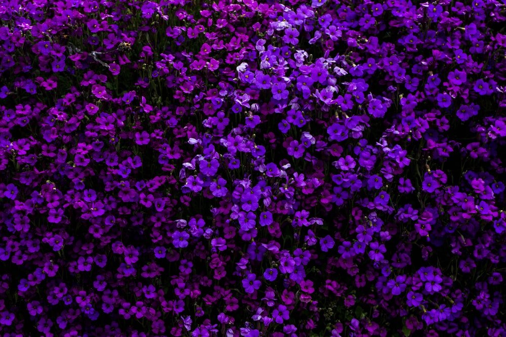 High Quality Purple flowers Blank Meme Template