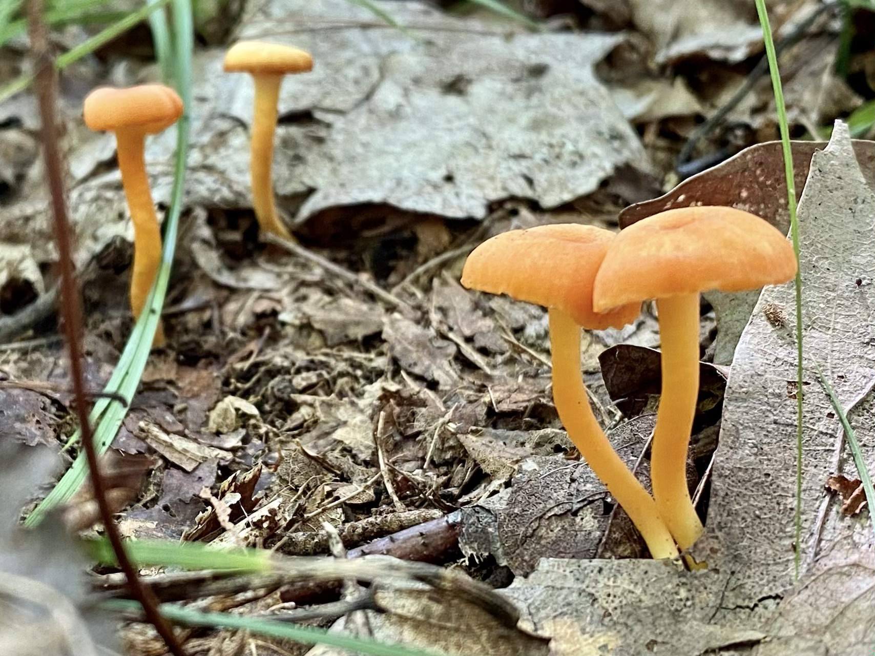 High Quality Mushroom Lovers Blank Meme Template