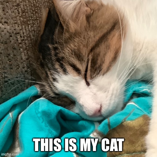 THIS IS MY CAT | made w/ Imgflip meme maker