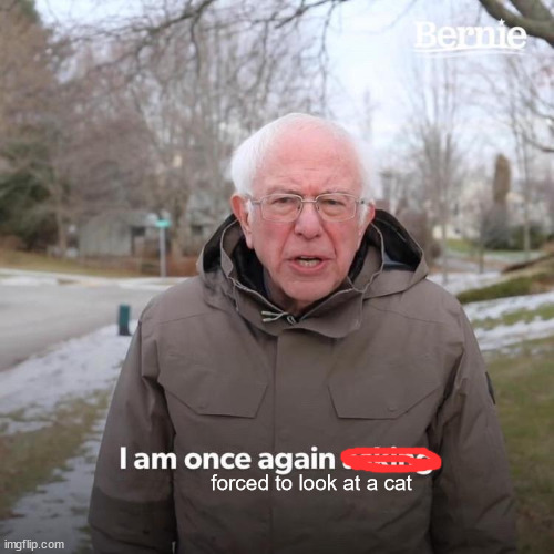 Bernie I Am Once Again Asking For Your Support Meme | forced to look at a cat | image tagged in memes,bernie i am once again asking for your support | made w/ Imgflip meme maker