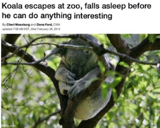 Escapee | image tagged in koala,sleep,escape | made w/ Imgflip meme maker