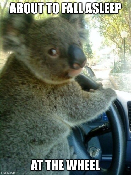 Driving koala  | ABOUT TO FALL ASLEEP AT THE WHEEL | image tagged in driving koala | made w/ Imgflip meme maker