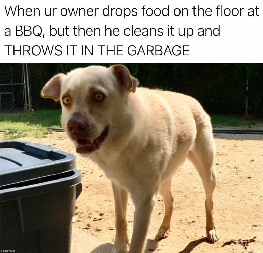 image tagged in dogs | made w/ Imgflip meme maker