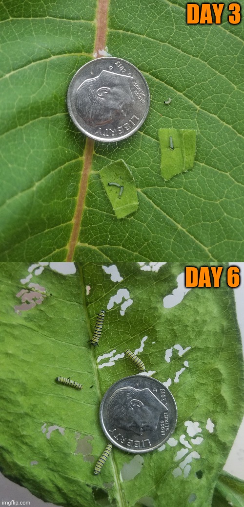 Monarch Butterfly Caterpillars Part 2 | DAY 3; DAY 6 | image tagged in butterfly,caterpillar | made w/ Imgflip meme maker