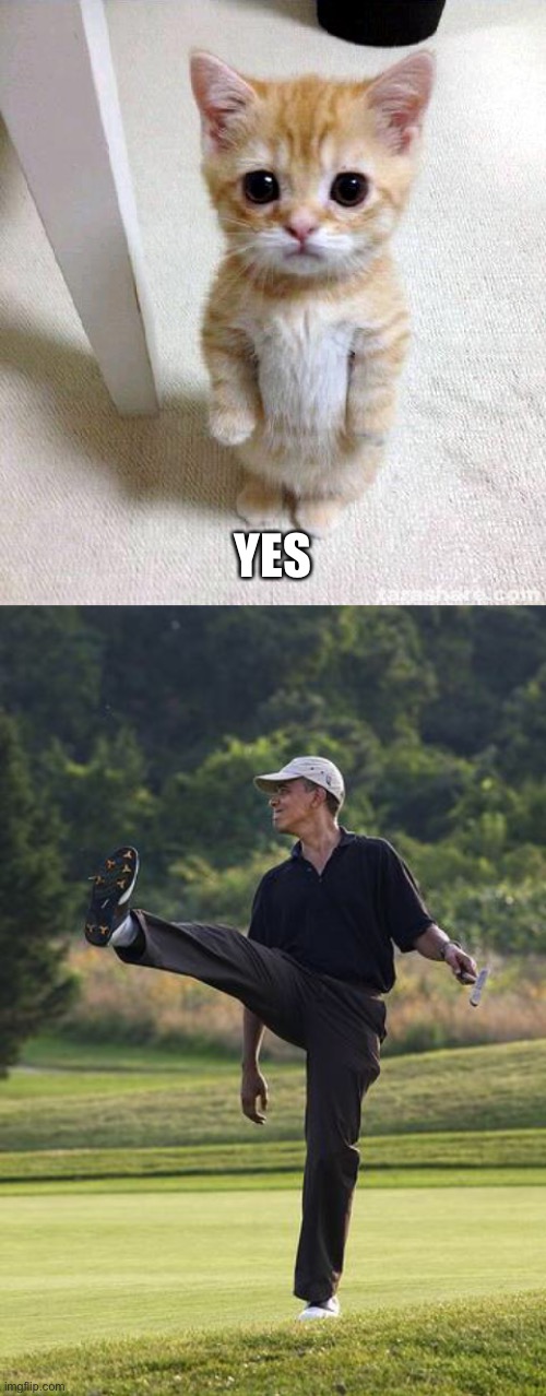 The bomber has been planted | YES | image tagged in memes,cute cat,obama golfing punt | made w/ Imgflip meme maker