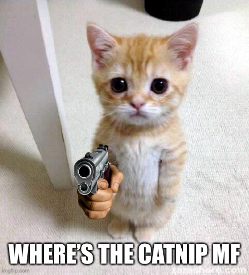 Naj | WHERE’S THE CATNIP MF | image tagged in memes,cute cat | made w/ Imgflip meme maker