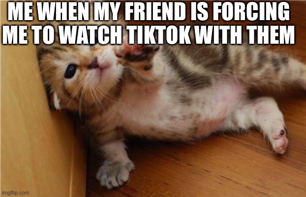 Please... save me. It’s all 14 yr old cringe dances and crud. | ME WHEN MY FRIEND IS FORCING ME TO WATCH TIKTOK WITH THEM | image tagged in help me kitten | made w/ Imgflip meme maker