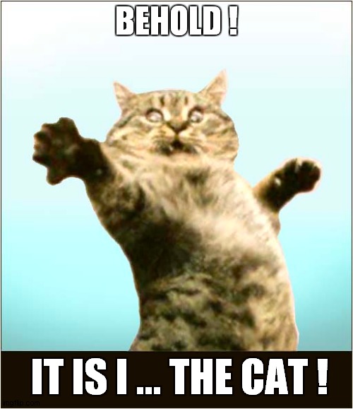 Look At Me ! | BEHOLD ! IT IS I ... THE CAT ! | image tagged in cats,look at me | made w/ Imgflip meme maker