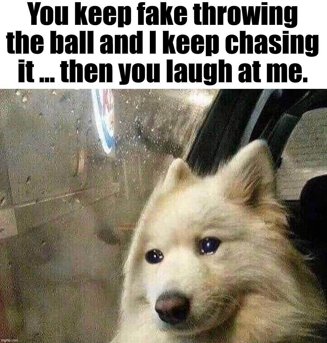 You keep fake throwing the ball and I keep chasing it ... then you laugh at me. | image tagged in dogs | made w/ Imgflip meme maker