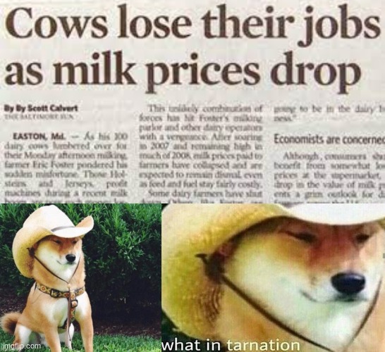 Wot'n tarnation | image tagged in what in tarnation,memes,funny,not really a gif,cow,news | made w/ Imgflip meme maker
