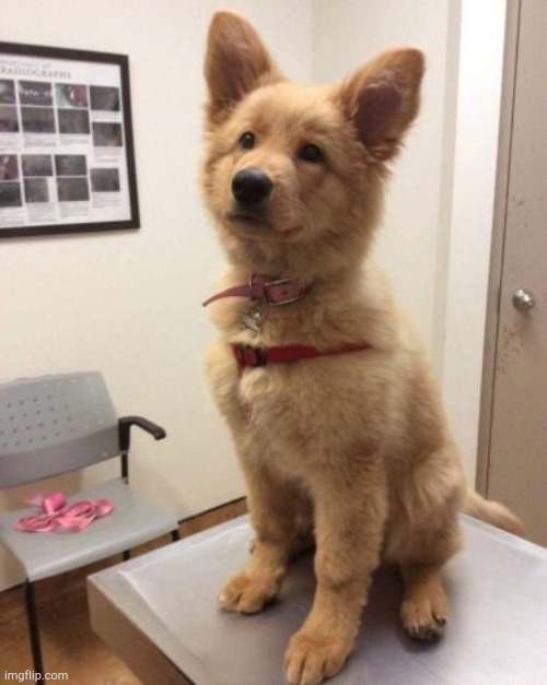 Golden Retriever + German Shepherd = Cuteness Overload | image tagged in dogs | made w/ Imgflip meme maker