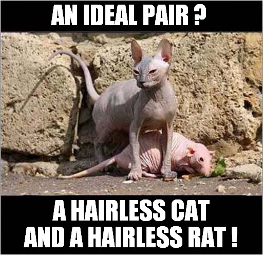 This Just Makes Sense ! | AN IDEAL PAIR ? A HAIRLESS CAT AND A HAIRLESS RAT ! | image tagged in makes sense,hairless,cats,rats | made w/ Imgflip meme maker