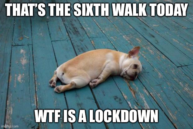 Lockdown1 |  THAT’S THE SIXTH WALK TODAY; WTF IS A LOCKDOWN | image tagged in tired dog | made w/ Imgflip meme maker