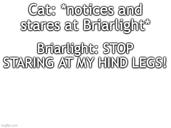 briarlight2 | Cat: *notices and stares at Briarlight*; Briarlight: STOP STARING AT MY HIND LEGS! | image tagged in blank white template | made w/ Imgflip meme maker