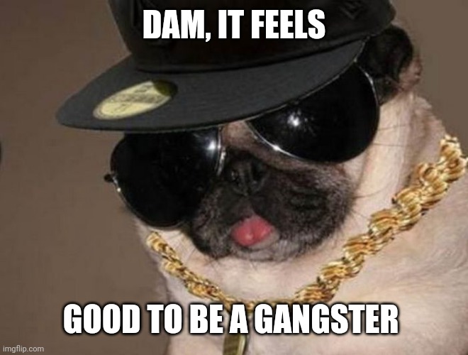 Gangster Pug | DAM, IT FEELS GOOD TO BE A GANGSTER | image tagged in gangster pug | made w/ Imgflip meme maker