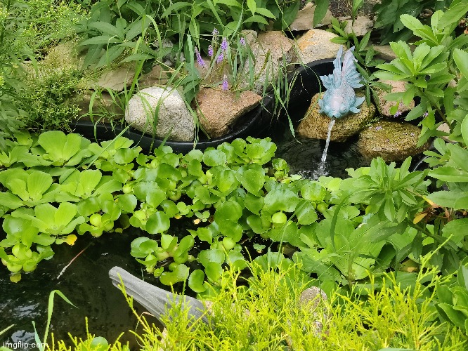 Comment when you find the frog lol | made w/ Imgflip meme maker
