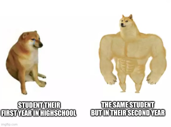 This happens in almost every level of schooling | THE SAME STUDENT BUT IN THEIR SECOND YEAR; STUDENT THEIR FIRST YEAR IN HIGHSCHOOL | image tagged in buff doge vs cheems reversed,cheems,buff doge vs cheems,school,high school | made w/ Imgflip meme maker