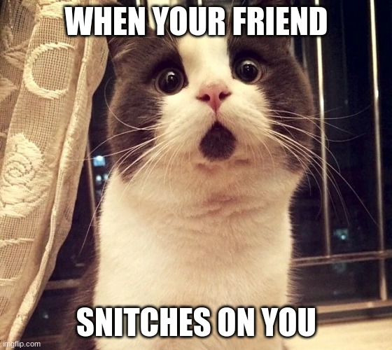 When your friend snitches on you | WHEN YOUR FRIEND; SNITCHES ON YOU | image tagged in cat | made w/ Imgflip meme maker