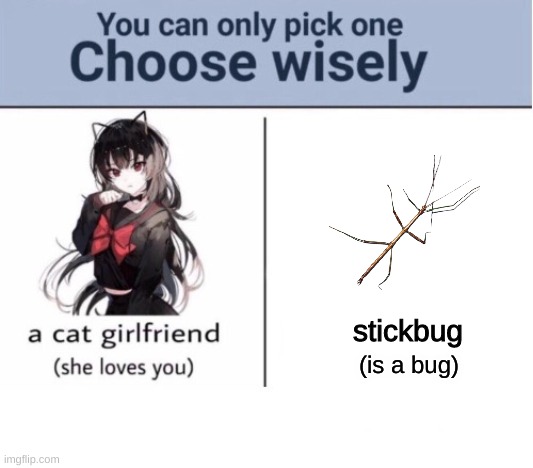 Choose wisely |  stickbug; (is a bug) | image tagged in choose wisely,stickbug | made w/ Imgflip meme maker