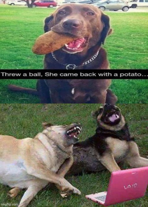 Potato Dog | image tagged in dogs laughting,you had one job,funny,memes,potato,dogs | made w/ Imgflip meme maker