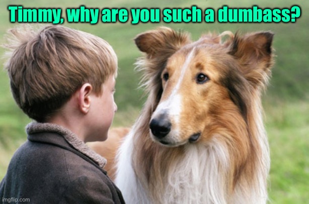 lassie and timmy | Timmy, why are you such a dumbass? | image tagged in lassie and timmy | made w/ Imgflip meme maker