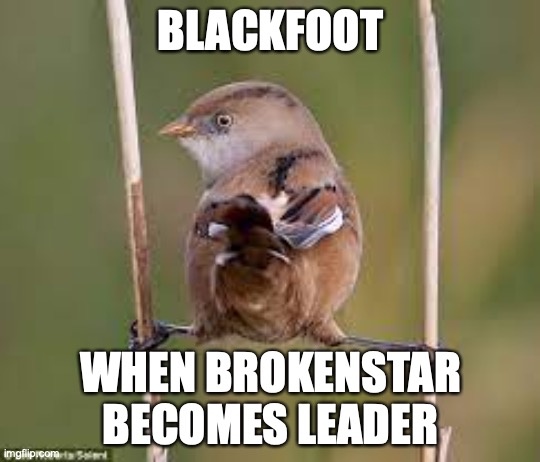no title | BLACKFOOT; WHEN BROKENSTAR BECOMES LEADER | image tagged in brown bird splits | made w/ Imgflip meme maker