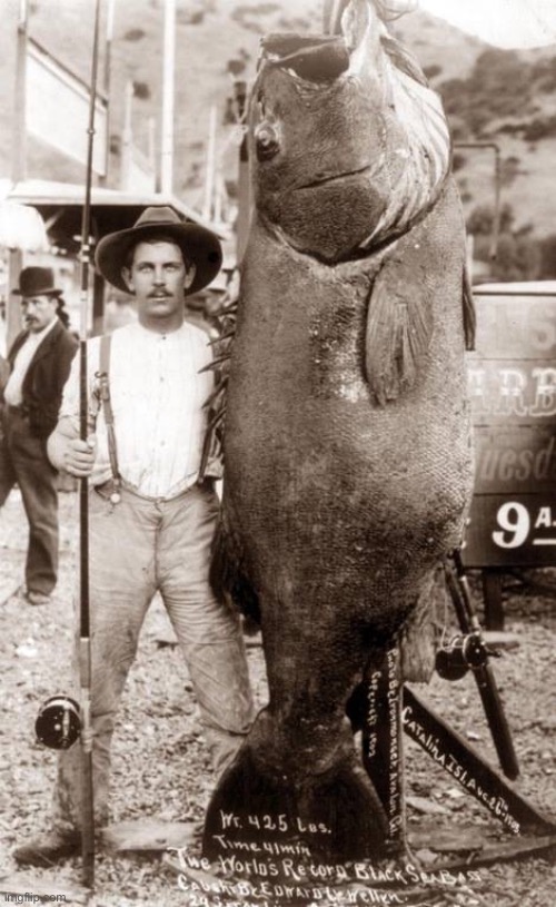 Huge fish caught | image tagged in huge fish caught | made w/ Imgflip meme maker