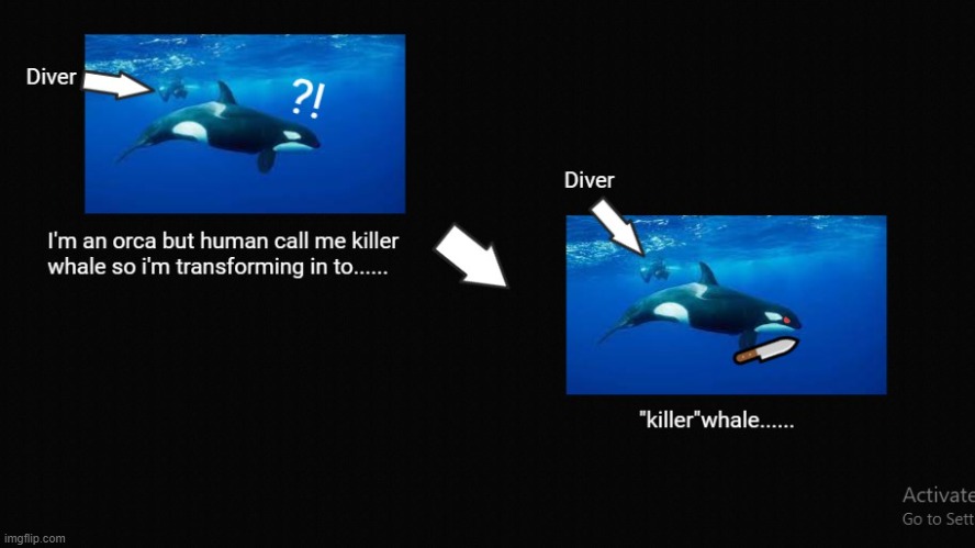 Killer Whale | image tagged in memes | made w/ Imgflip meme maker