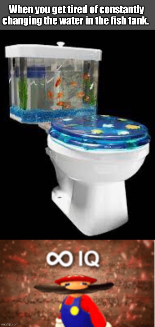 Most gold fish end up here anyway | When you get tired of constantly changing the water in the fish tank. | image tagged in infinite iq,funny memes,stupid memes | made w/ Imgflip meme maker