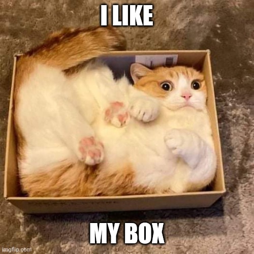 WE'LL JUST LET THE KITTY BE | I LIKE; MY BOX | image tagged in cats,funny cats | made w/ Imgflip meme maker